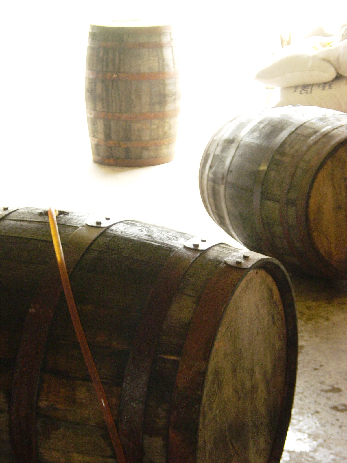 Filling oak whiskey barrels with beer